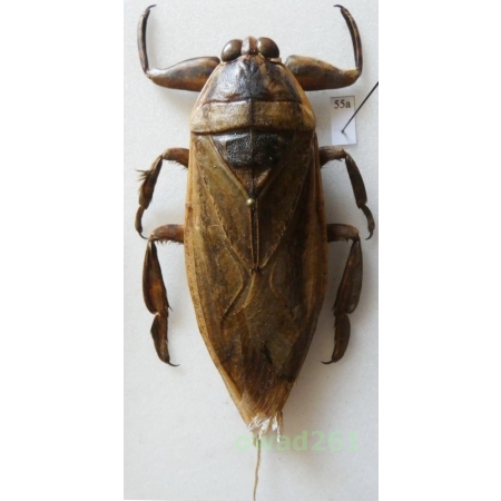 Lethocerus grandis (Linnaeus, 1758) 83mm Thailand55a